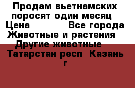 Продам вьетнамских поросят,один месяц › Цена ­ 3 000 - Все города Животные и растения » Другие животные   . Татарстан респ.,Казань г.